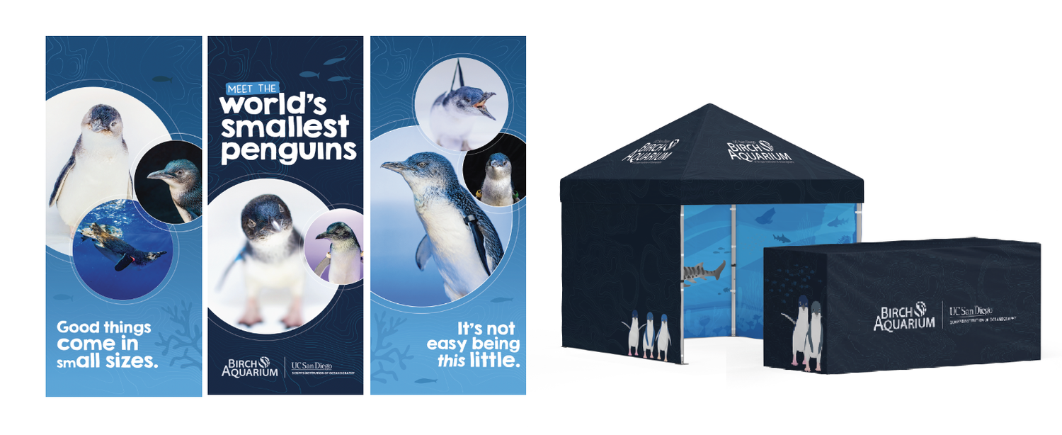Little Blue Penguin Campaign — Jordann Tomasek